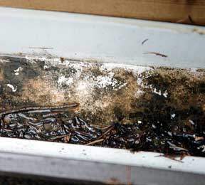 Leeds Roof Fixers, Gutter Clutter Leeds Roof Fixers, Gutter Clutter